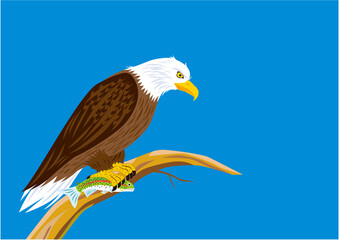 魚を捕まえたハクトウワシのイラスト