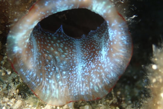 tuicate underwater ocean scenery