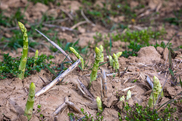 green asparagus plants grow