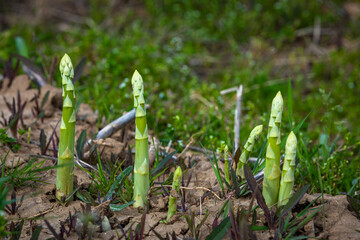 healthy green asparagus growing