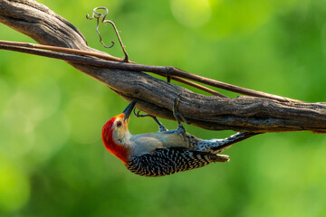 Red-bellied woodpecker