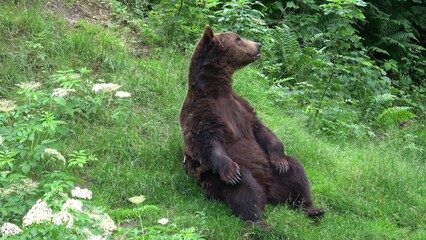 Big male bear in the forest