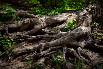 Fototapeta na wymiar Tree root. Large florid tree root. Spring flowers in rays of light between huge roots