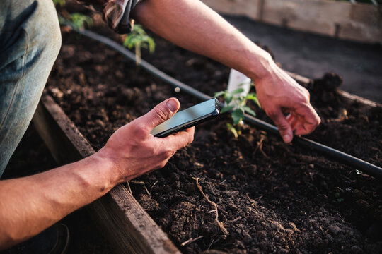 Man gardener control automatic watering system from smartphone in greenhouse