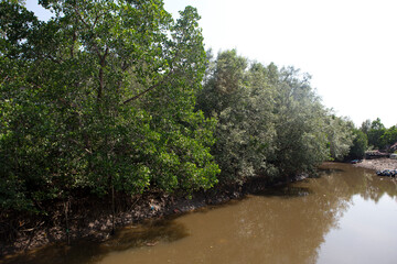 mangrove forest at Bontang Koala Village, Bontang, East Kalimantan (Borneo), Indonesia