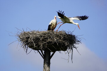 White stork leaves the nest (Ciconia ciconia) Ciconiidae family. Hanover, Germany.
