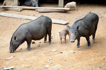 pigs or wild boar in a farm at West Kalimantan, Indonesia