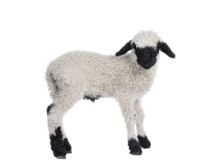 Adorable one and a half week old Walliser Schwartznase aka Valais Blacknose lamb, standing side ways. Looking straight to camera. Isolated on a white background.
