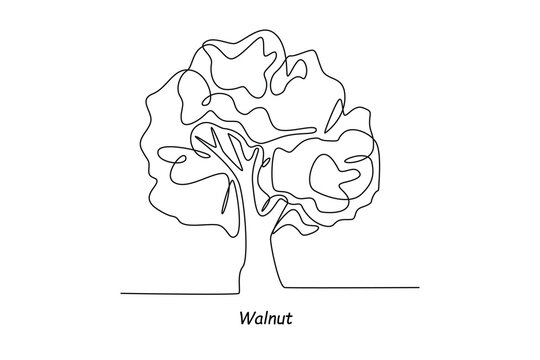 Single one line drawing walnut tree. Tree concept. Continuous line draw design graphic vector illustration.
