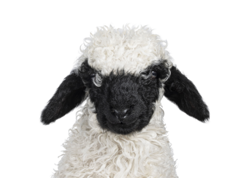 Head shot of an adorable one and a half week old Walliser Schwartznase aka Valais Blacknose lamb, facing front. Looking towards camera. Isolated on a white background.