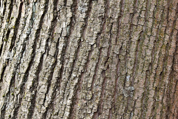 Background - brown wood texture
