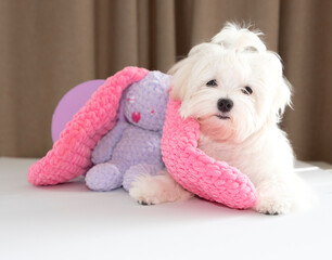 Adorable Maltese puppy lies in an embrace with a soft toy
