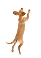 puppy labrado retriever