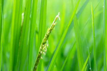 Green rice ear on rice field terrace; green nature background.