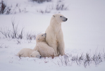 Naklejka na ściany i meble Polar bear with her sleeping cubs