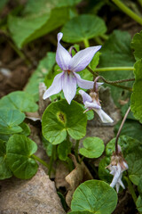 viola bianca