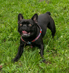 black french bulldog on a walk in the spring park, playing and sitting near the bridge