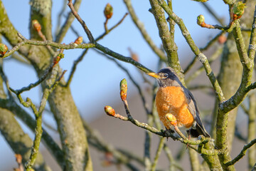 American robin perched among the red horse chestnut tree buds
