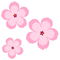 pink flowers on white