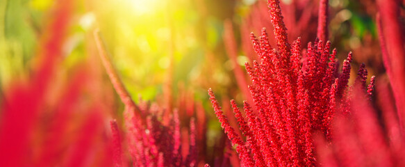 Red flowers of edible amaranth close-up against the background of amaranth plants planted in the field. Selective focus. Agricultural background, banner.