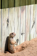 Prairie dog 프레리 도그