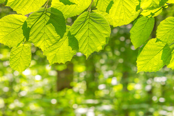 Spring landscape, background - view of the hazel leaves on the branch in the deciduous forest on a sunny day, close up, with space for text