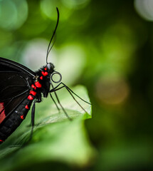 Butterfly close up
