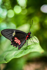 Butterfly close up