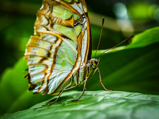 Butterfly close up