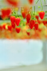 いちご狩り農園