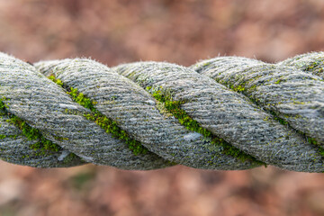 Mold in nature outdoors. Natural moss, mould, must, fungus.