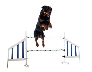 rottweiler in studio
