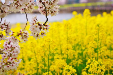 桜と菜の花