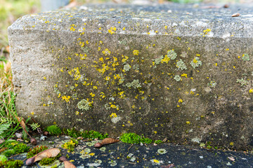 Mold in nature outdoors. Natural moss, mould, must, fungus.
