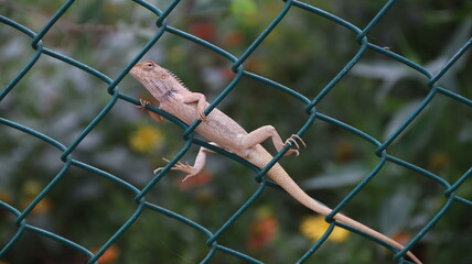 Lizard behind bars