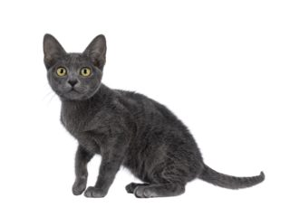 Cute young Korat cat, sitting up side ways. Looking towards camera. Isolated cutout on a transparent background.