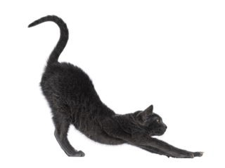 Cute young Korat cat, standing side ways stretching in yoga pose. Looking towards camera. Isolated cutout on a transparent background.