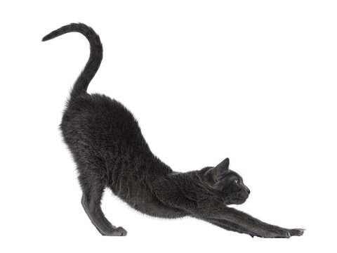Cute young Korat cat, standing side ways stretching in yoga pose. Looking towards camera. Isolated cutout on a transparent background.