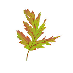 Autumn maple leaf. Hand drawn digital illustration. Isolated on white.