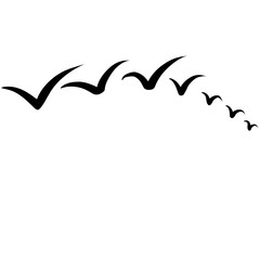 Flying birds in the sky