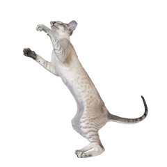 Cute young Siamese cat, standing on back legs raching up high with front paw. Looking up. Isolated cutout on a transparent background.