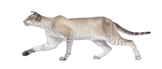Cute young Siamese cat, walking side ways.  Looking away from camera in moving direction. Isolated cutout on a transparent background.