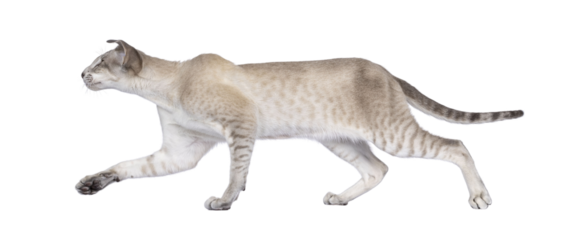 Cute young Siamese cat, walking side ways.  Looking away from camera in moving direction. Isolated cutout on a transparent background.
