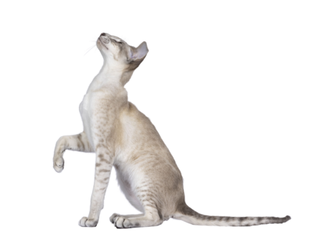 Cute young Siamese cat, sitting up side ways with one paw in air. Looking up and away from camera showing profile. Isolated cutout on a transparent background.