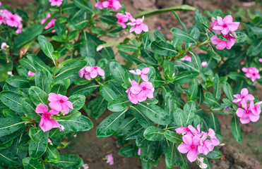Madagascar periwinkle flower. Also called Nayantara flower in Bengali. A medicinal plant having extensive health benefits and is often used for treating a host of health anomalies like diabetes