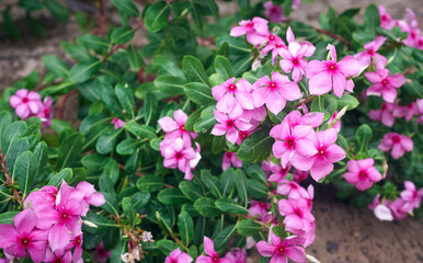Madagascar periwinkle flower. Also called Nayantara flower in Bengali. A medicinal plant having extensive health benefits and is often used for treating a host of health anomalies like diabetes