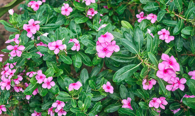 Madagascar periwinkle flower. Also called Nayantara flower in Bengali. A medicinal plant having extensive health benefits and is often used for treating a host of health anomalies like diabetes