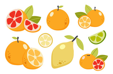 Big set of citrus elements. Summer fruit collection. Cute cartoon vector illustration