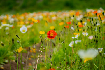 ポピー畑に咲くポピー