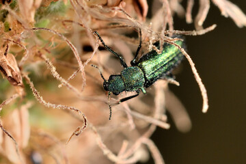 pequeño escarabajo (psilothrix viridicoerulea) sobre una cerraja 